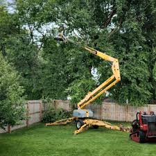  Ojai, CA Tree Care Pros