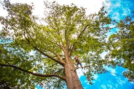 Best Tree Mulching  in Ojai, CA