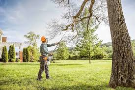 Best Tree Health Inspection  in Ojai, CA