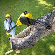 Best Emergency Tree Removal  in Ojai, CA