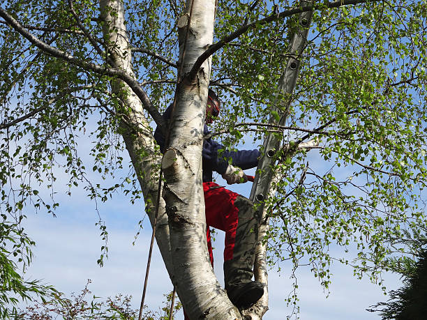 Best Tree Risk Assessment  in Ojai, CA