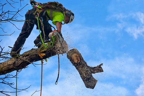 Best Lawn Pest Prevention  in Ojai, CA
